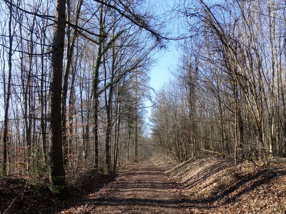 Waldweg