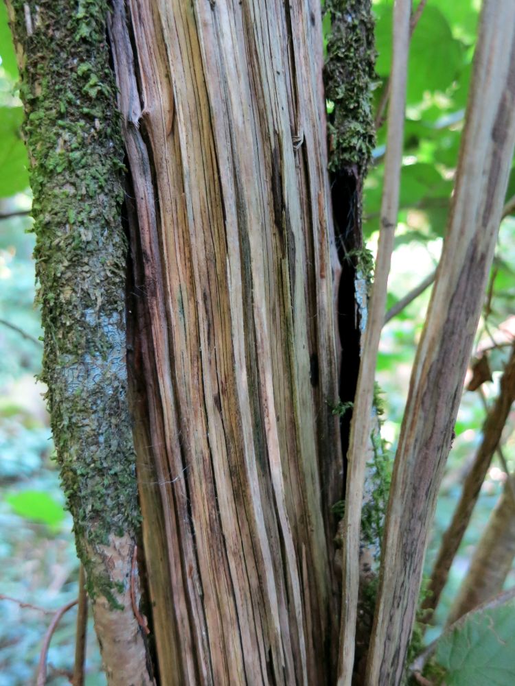 Holz wie Drahtseil