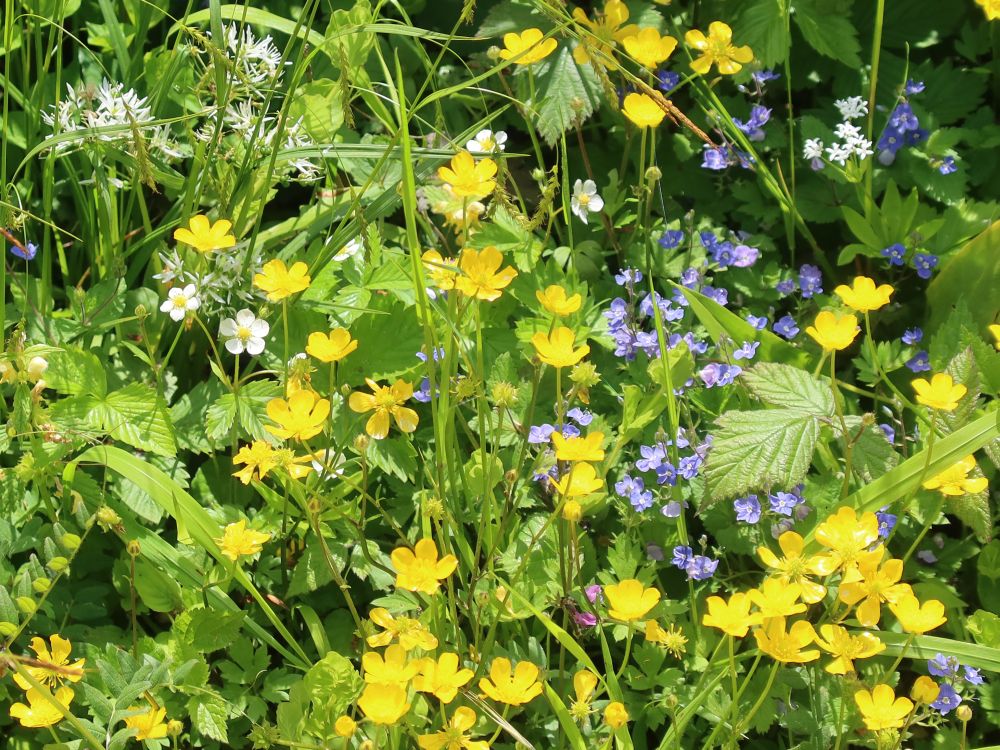 Blüten von Wildblumen