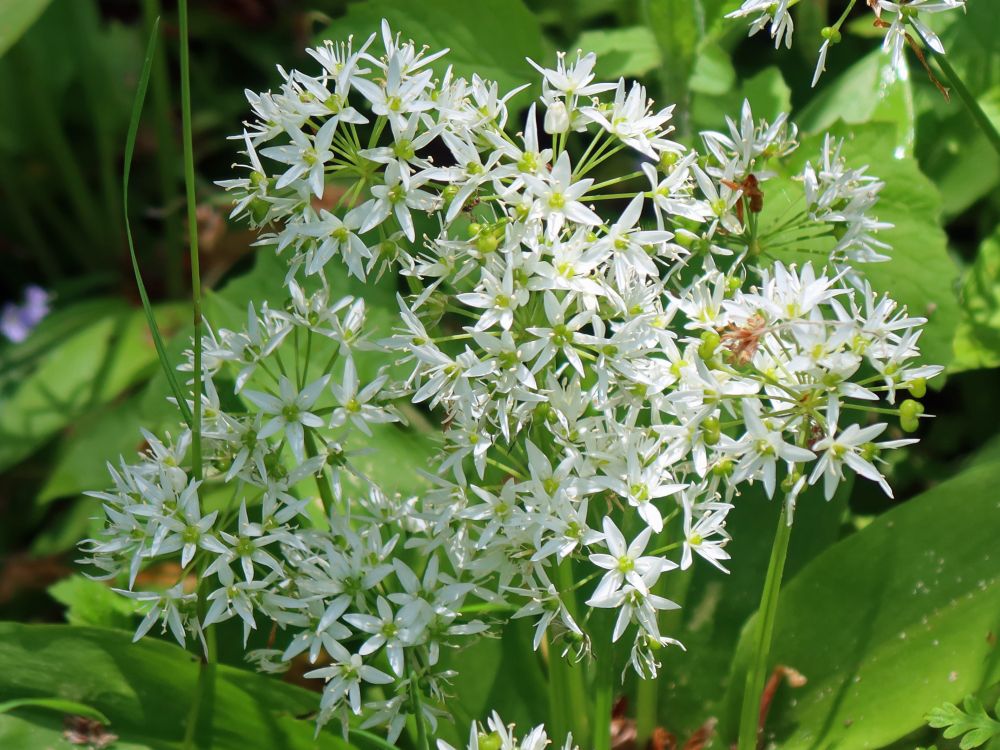 Bärlauchblüten