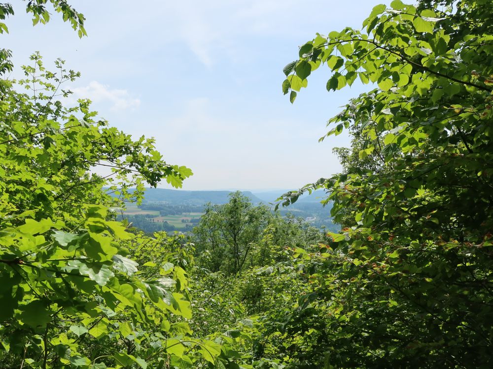 Blick durch die Baumlücke