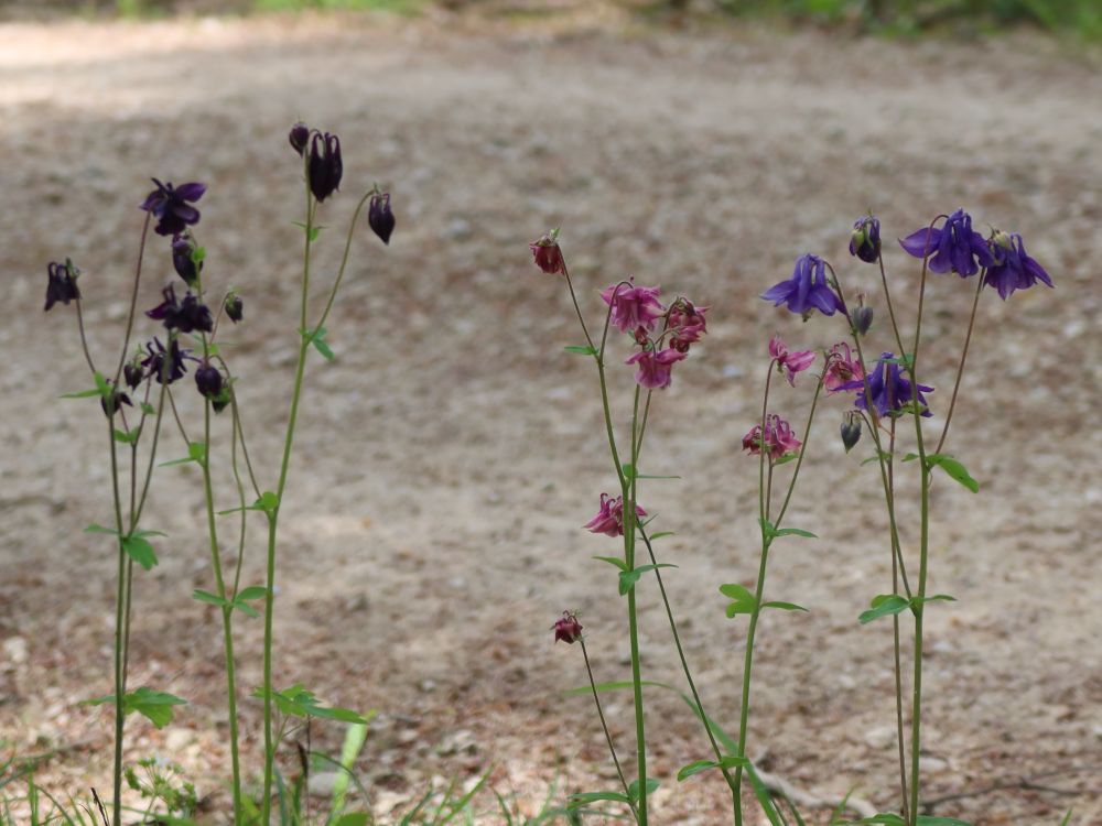 Akelei in verschiedenen Farben