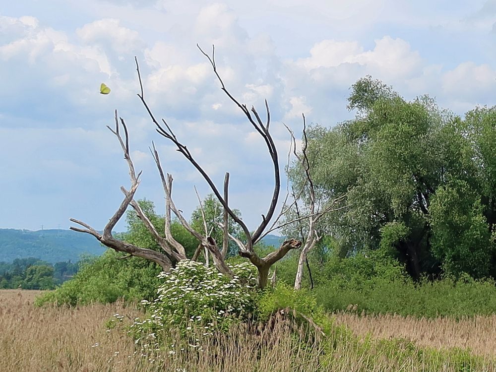 Natur mit Schmetterling