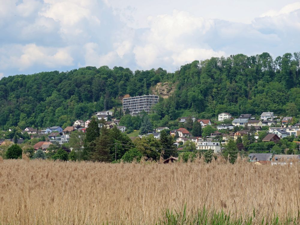 Klingnau überm Schilf