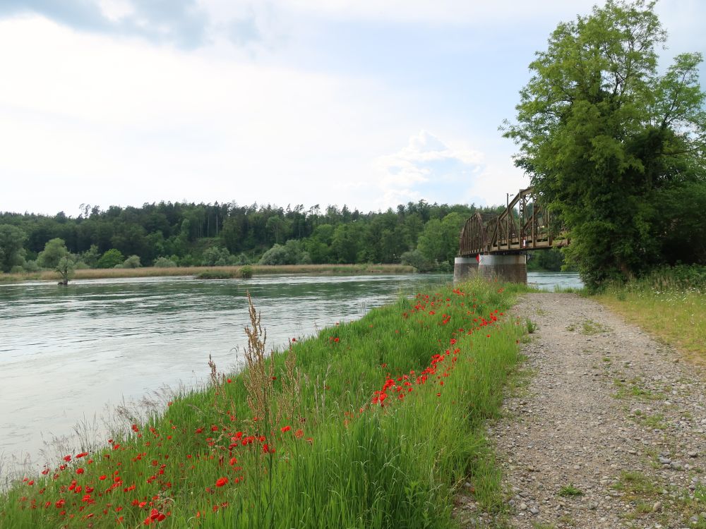 Mohnblüten am Aareufer