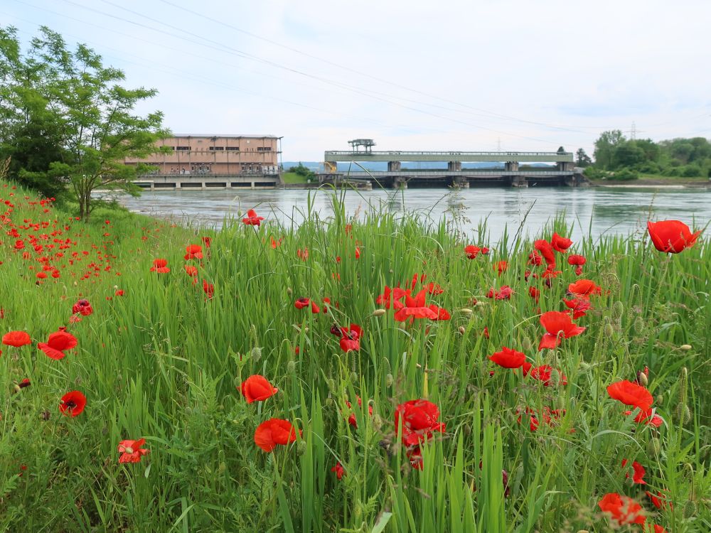 Mohnblüten und Wasserkraftwerk