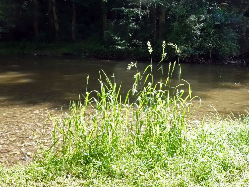 Grässer an der Wutach