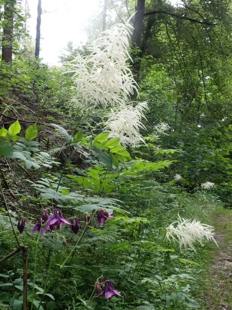 Blüten am Wegesrand
