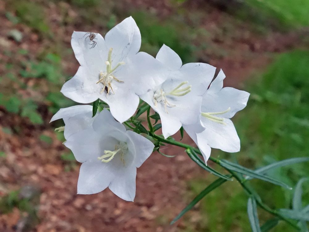 Glockenblume