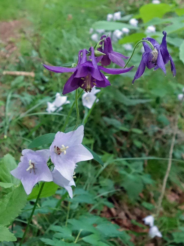 Akelei und Glockenblume