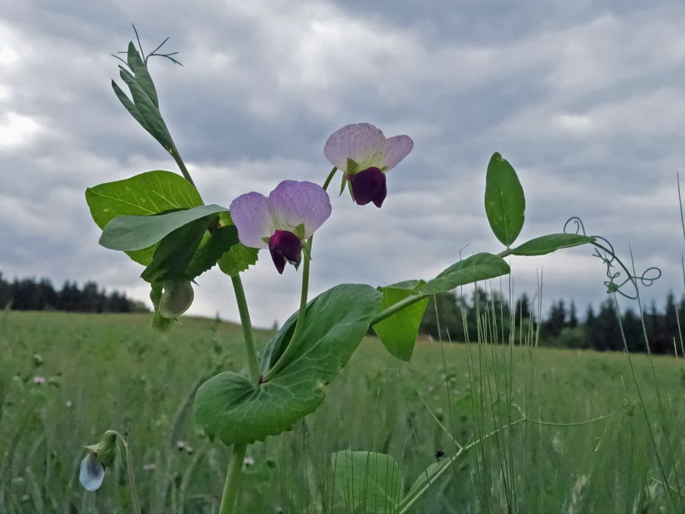 Blüten im Kornfeld