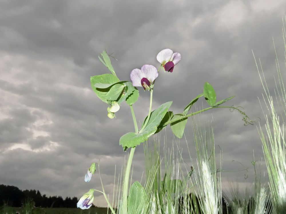 Blüten im Kornfeld