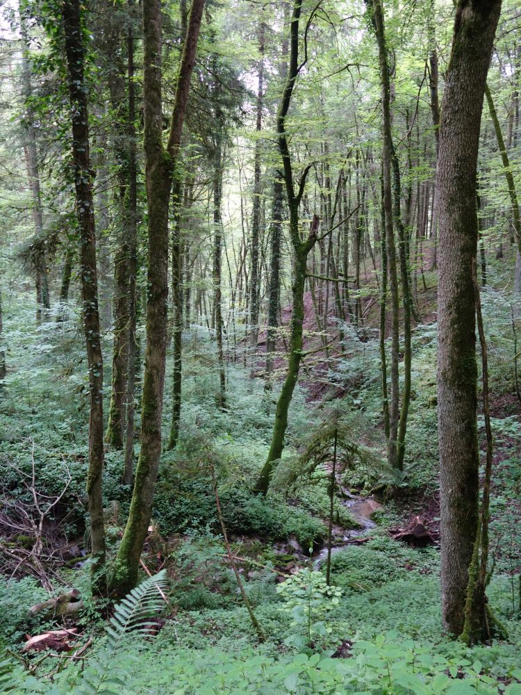 Wald an der Wutachhalde