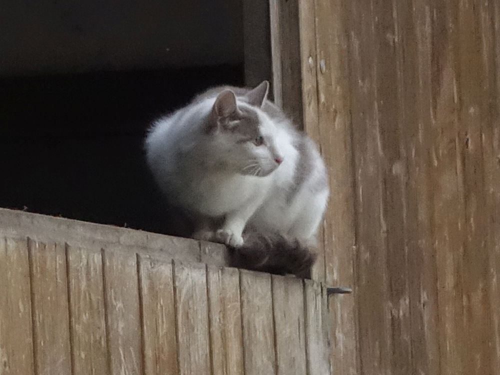 Katze auf dem Scheunentor