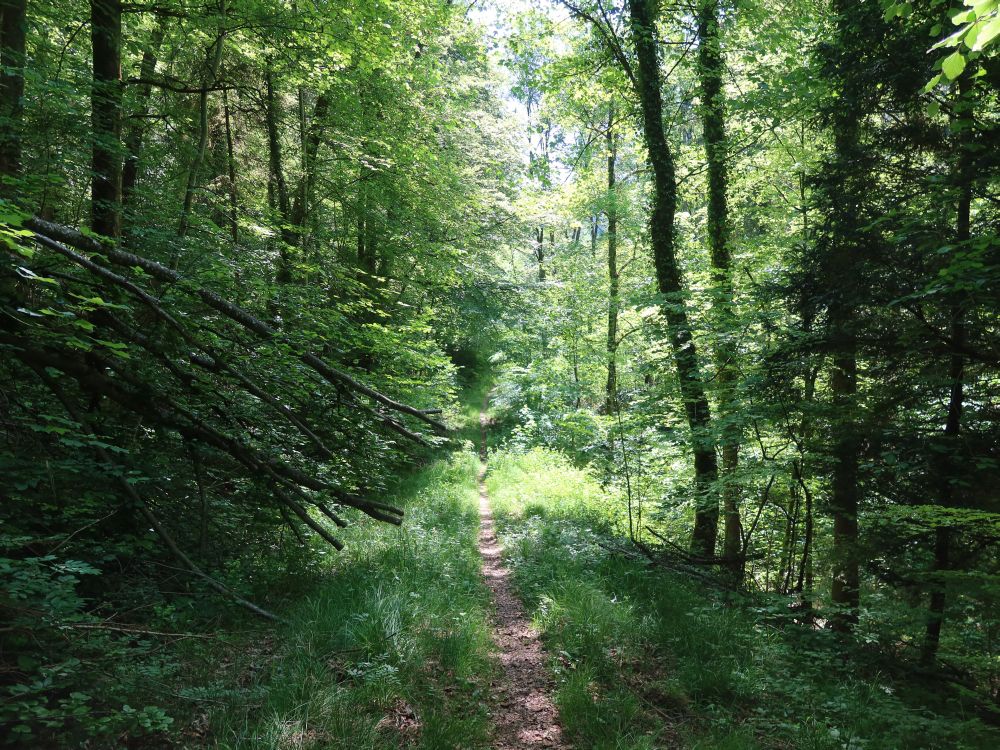 Waldpfad im Mülitobel