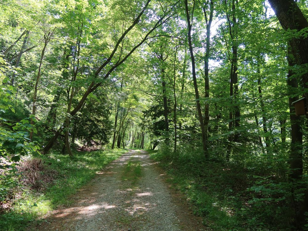 Waldweg