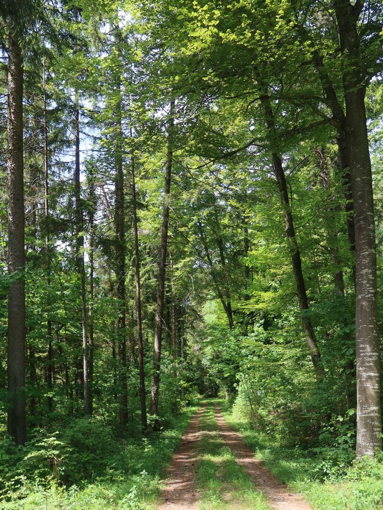 Weg am Affoltertobel