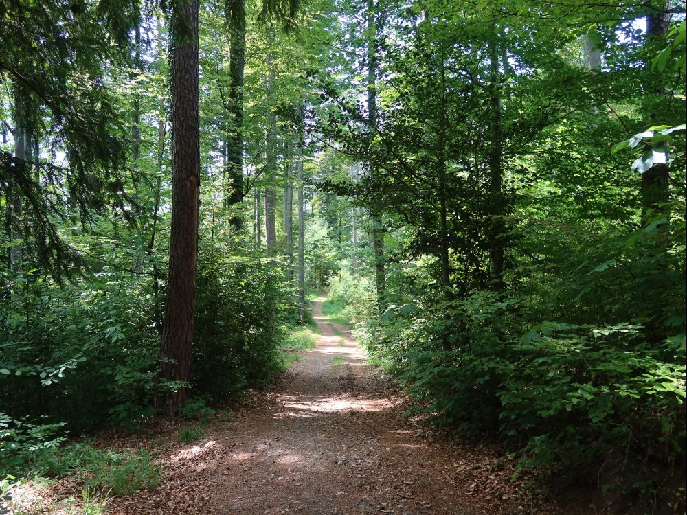 Weg am Münchtobel