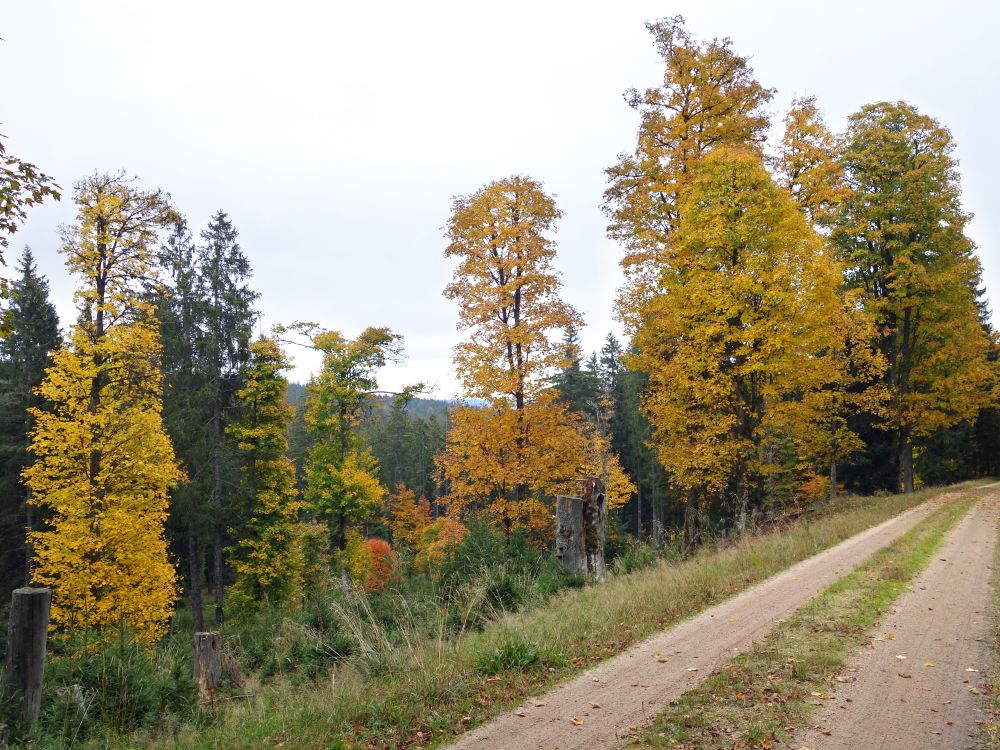 Herbststimmung