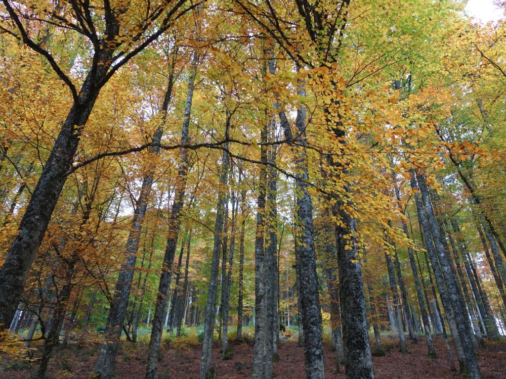 Herbststimmung