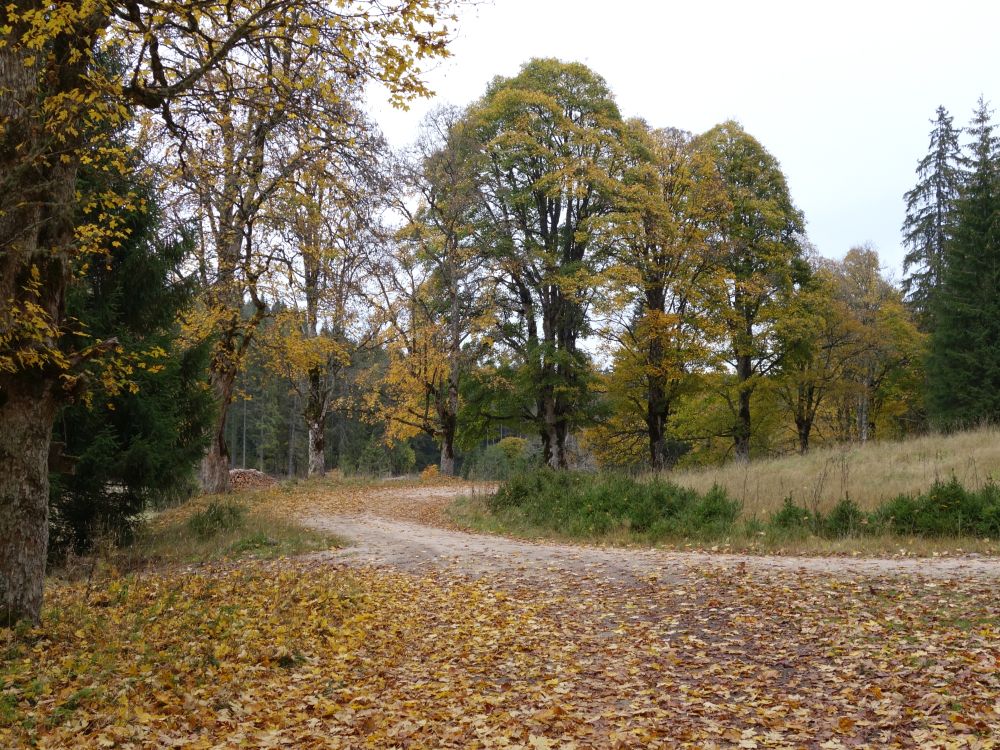 Herbststimmung