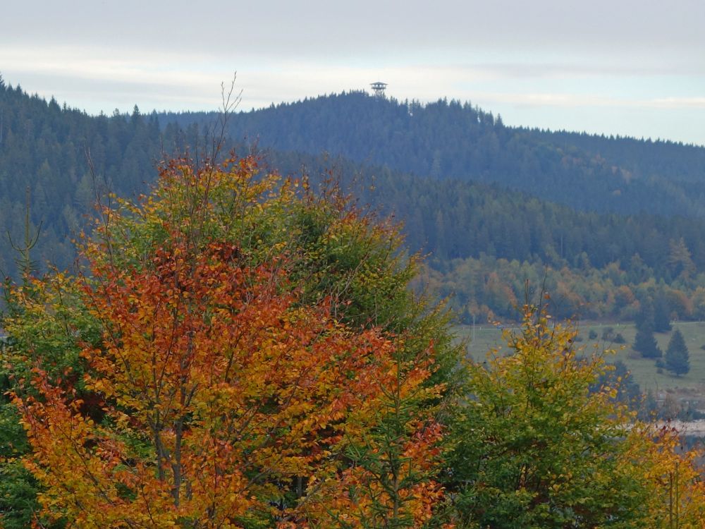 Blick zum Riesenbühl-Turm