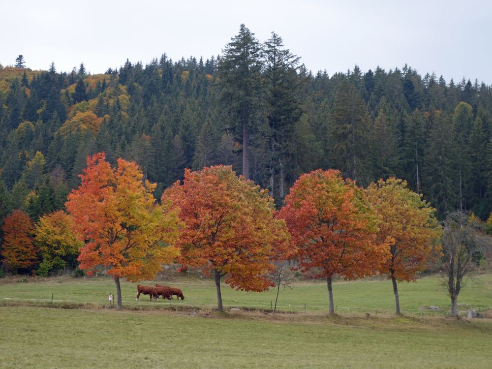 Herbststimmung