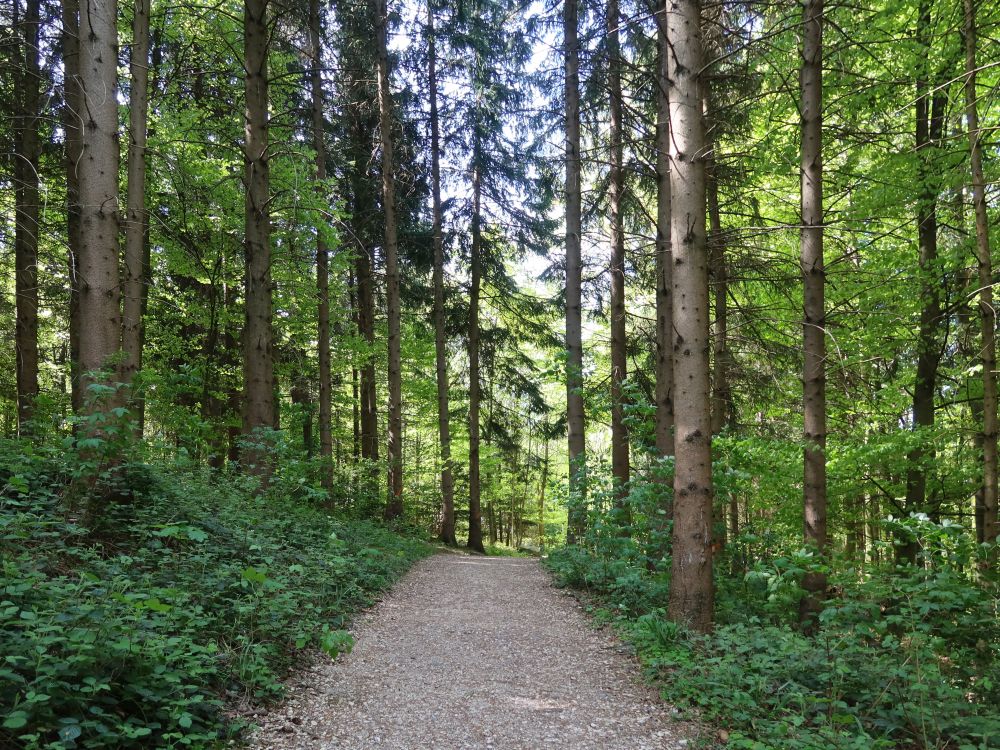 Waldweg