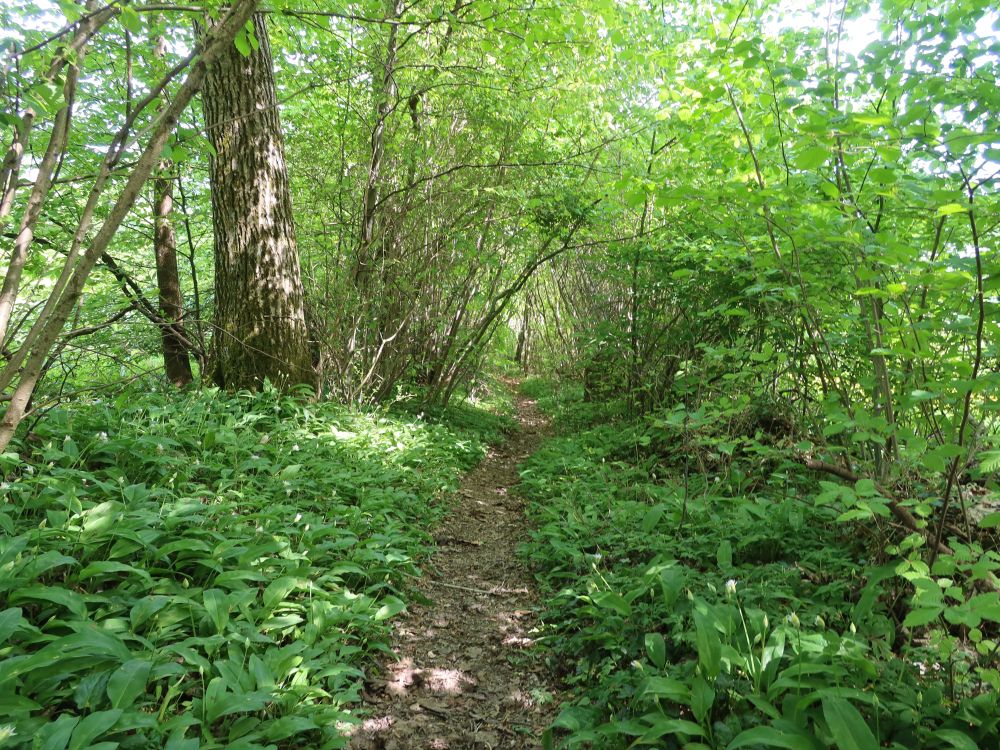 Buchenrainweg