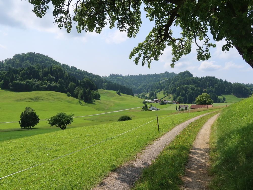 Blick Richtung Tobel