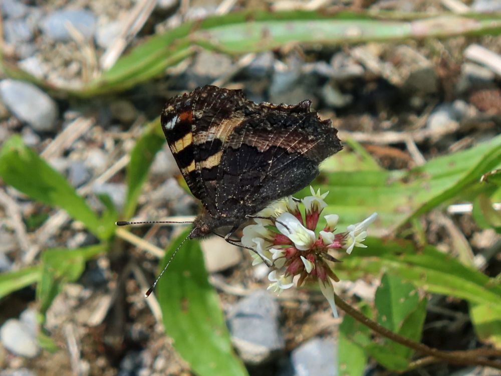 Schmetterling Kleiner Fuchs