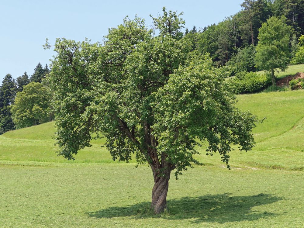verdrehter Baumstamm