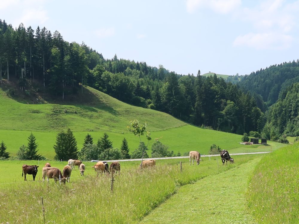 Kuhherde
