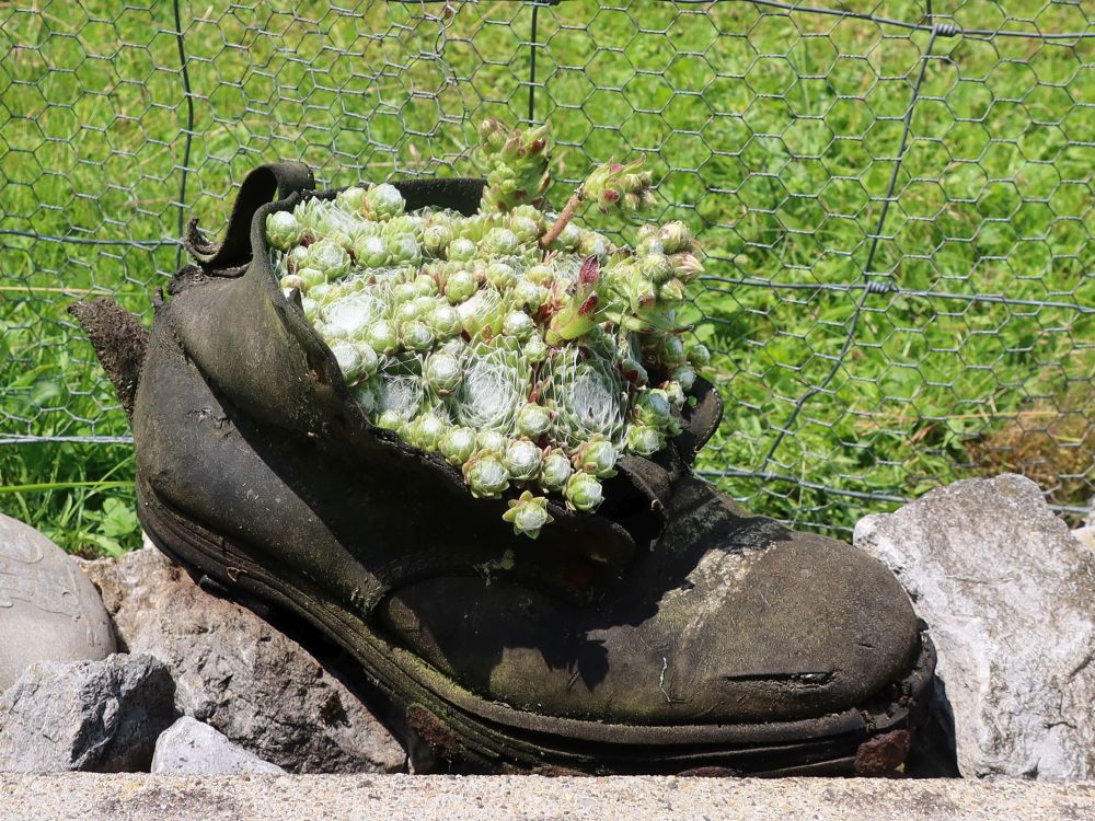 Hauswurz im Schuh