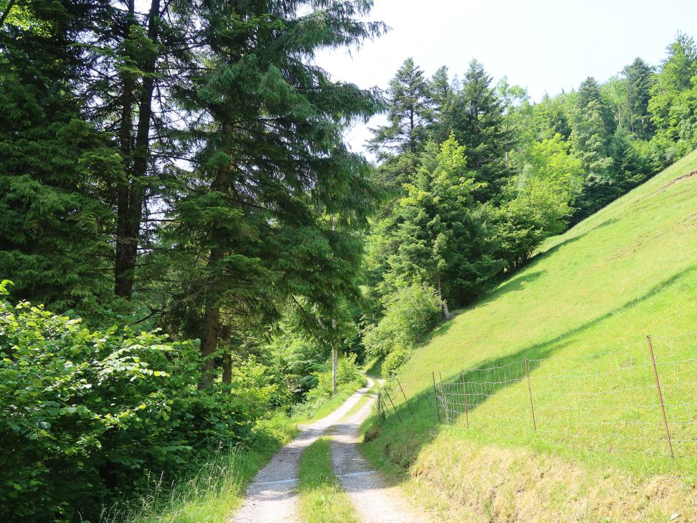 Weg im Tobelwald