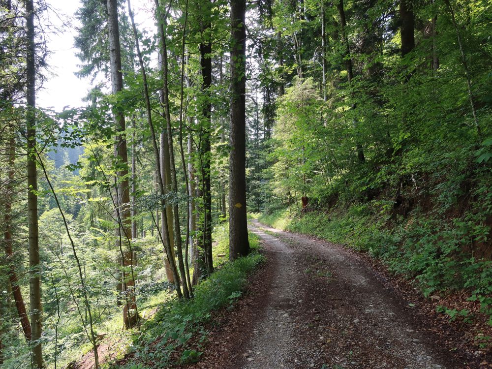 Waldweg