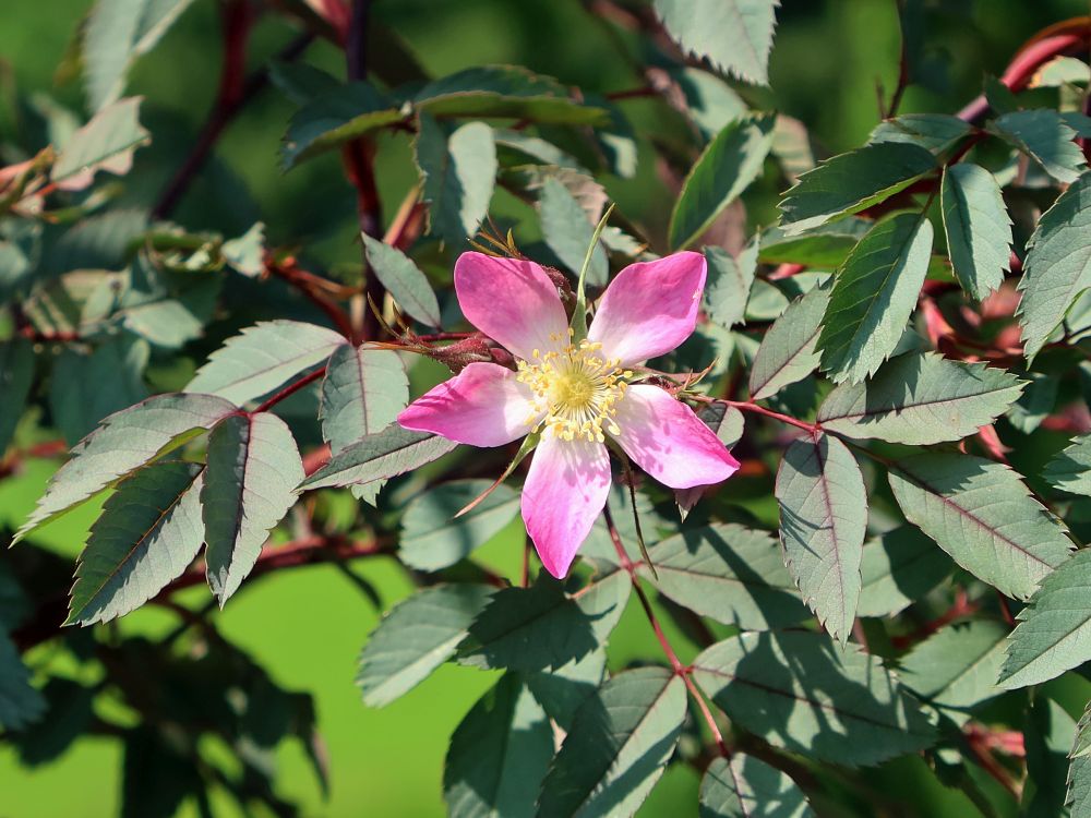 Rotblattrose