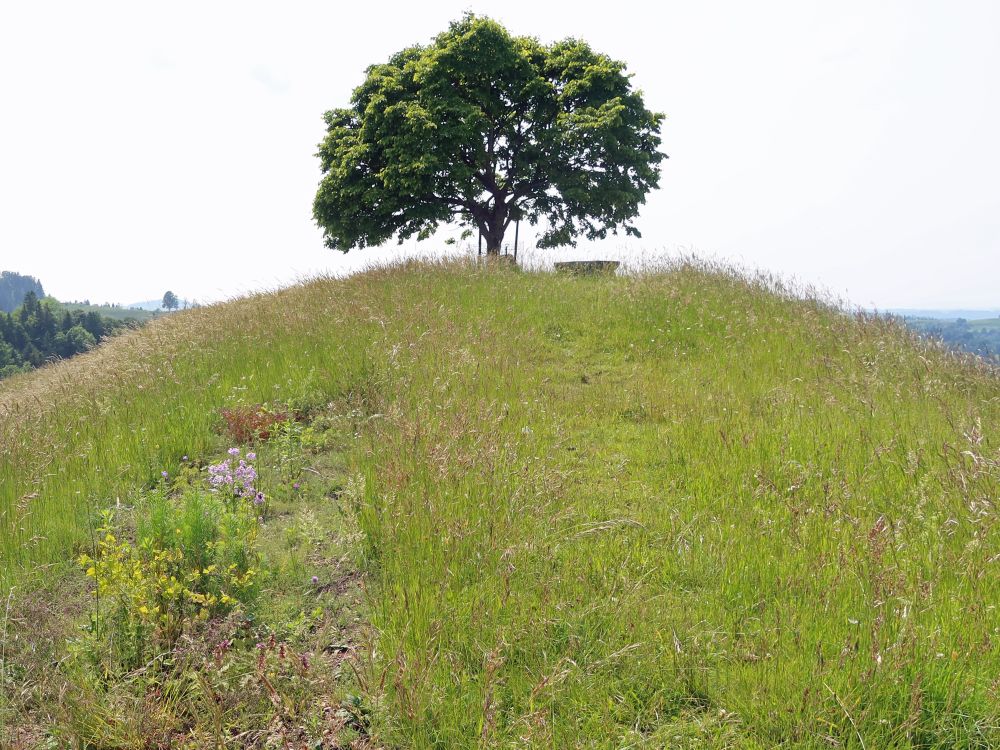 Baum auf Alewindebööl