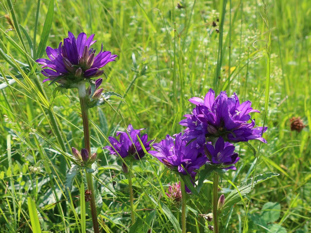 Büschelglockenblume