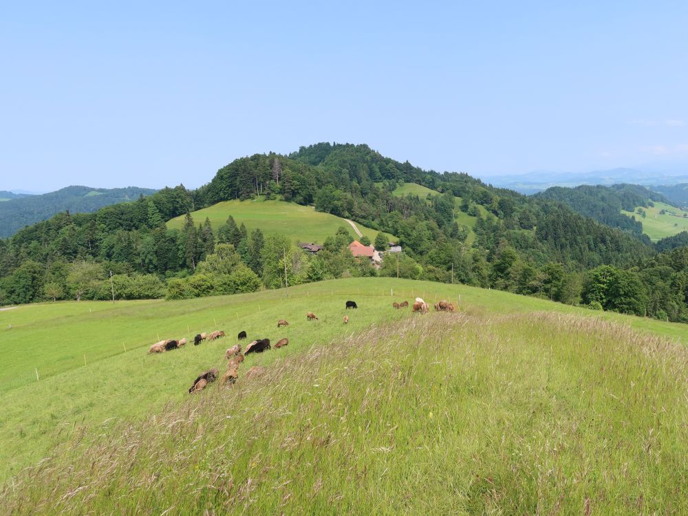 Schafherde und Holenstein