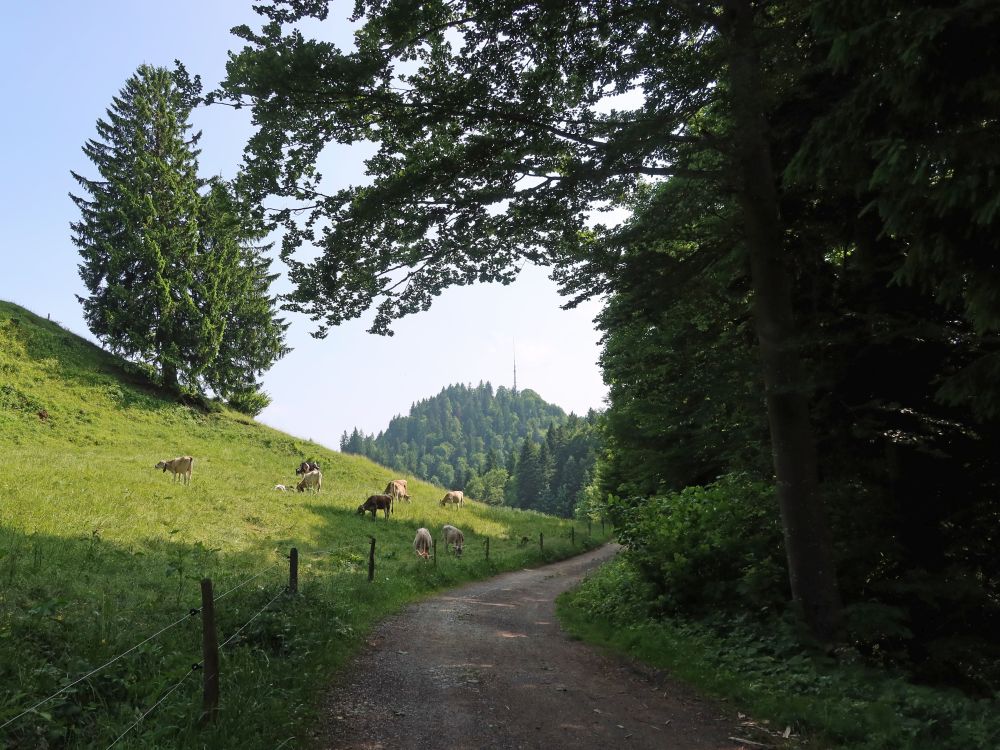 Blick zum Hörnli