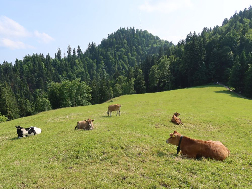 Kuhherde mit Hörnli