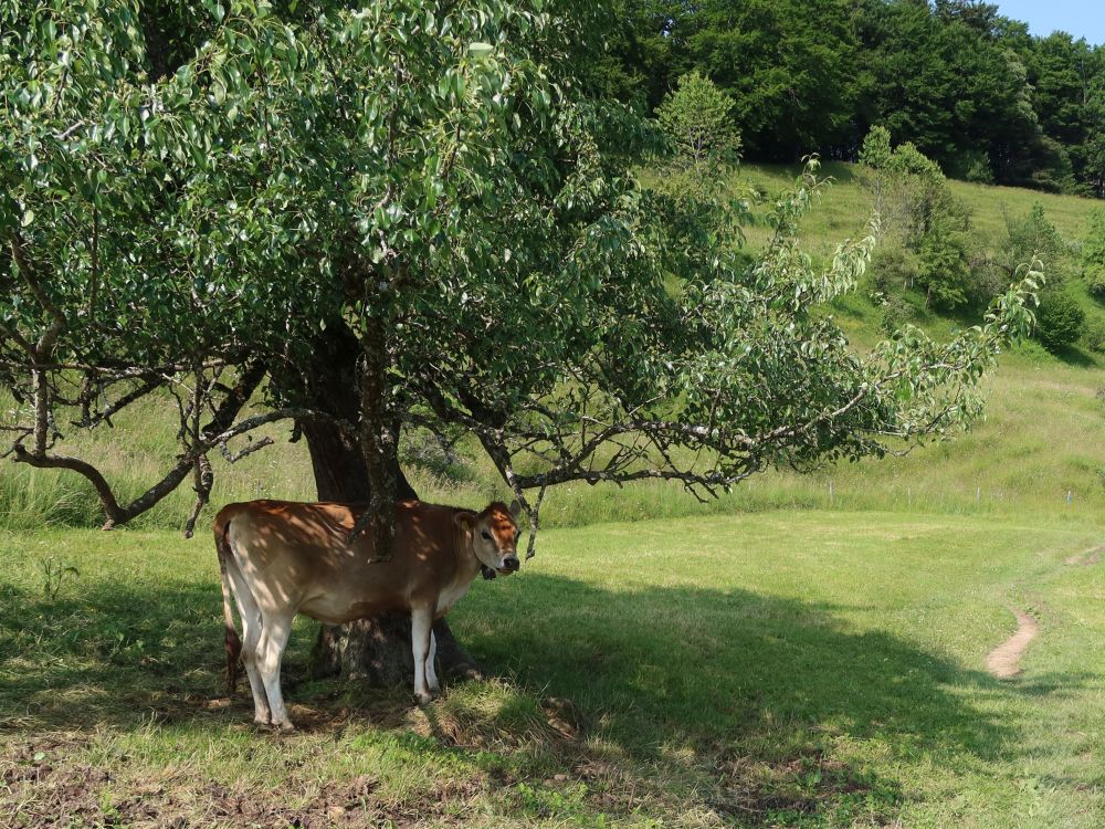 Kuh im Baumschatten