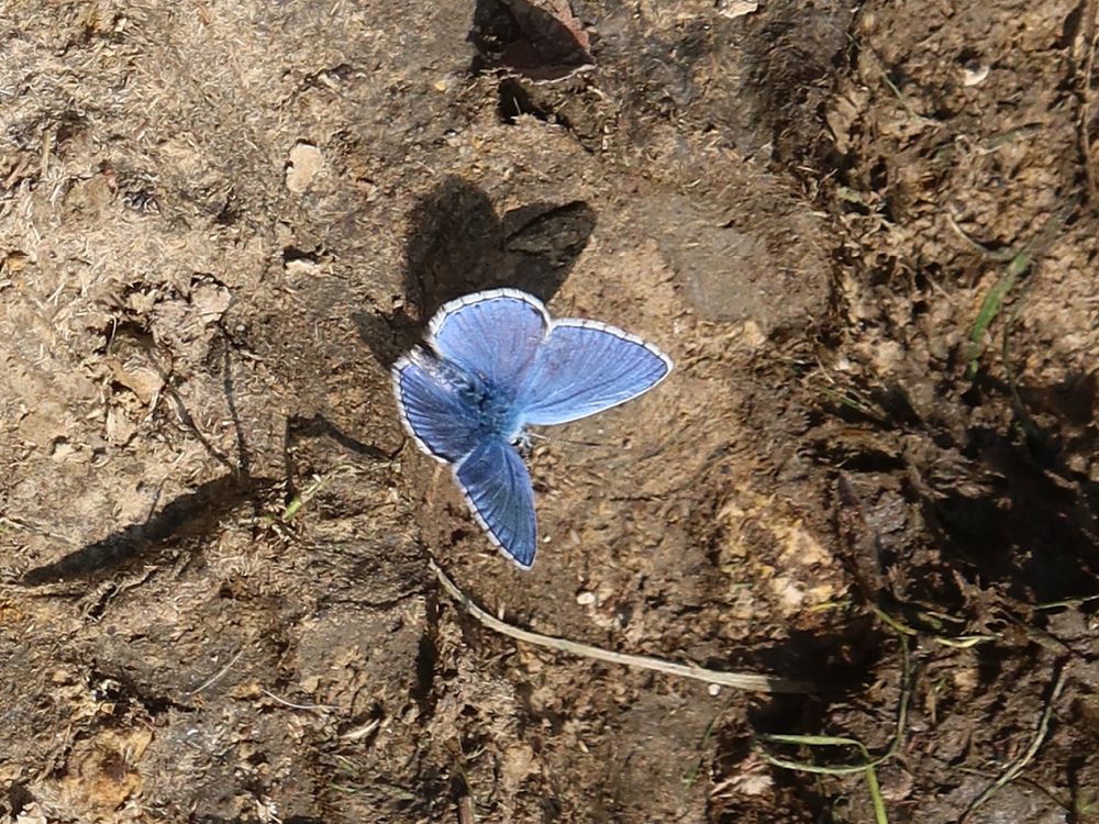 Schmetterling Bläuling