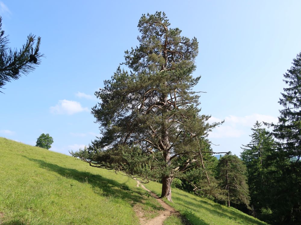 Pfad unterm Baum