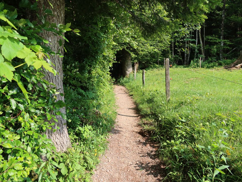 Weg am Waldrand