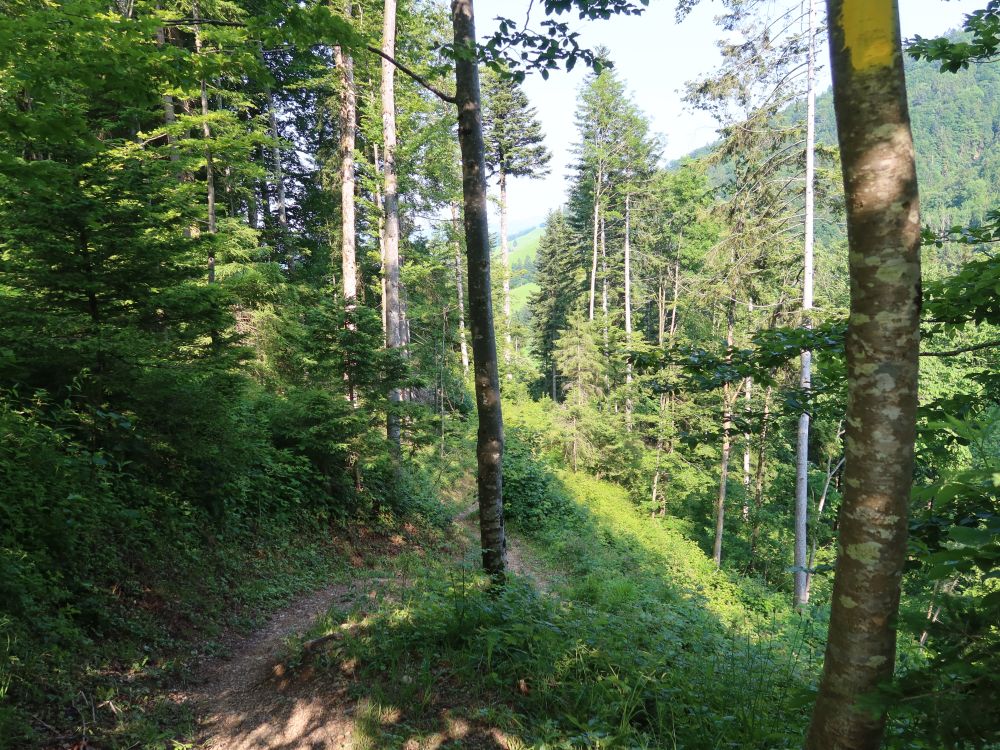 Waldpfad