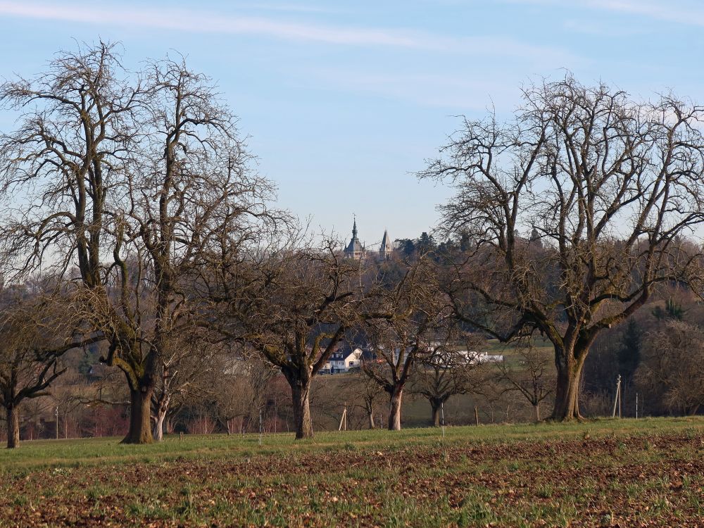 Schloss Castell über den Baumgipfeln