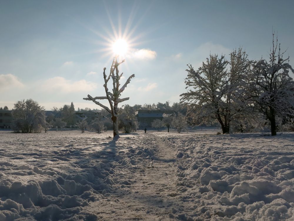 toter Baum im Gegenlicht