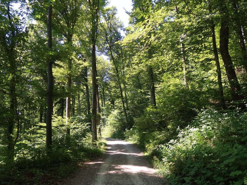 Waldweg